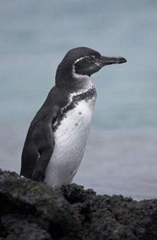Galapagos_Penguin__Thumbnail